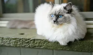 Puszysty kot o niebieskich oczach, jak szmaciana lalka, siedzi na zielonej desce.
