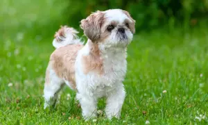 Shih tzu w kolorze białym i brązowym stoi na zielonej trawie.