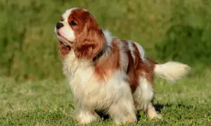 Uroczy cocker spaniel cavalier w brązowo-białe łaty stoi na zielonej trawie, patrząc w bok z zaciekawieniem.