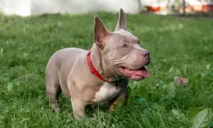 American Bully Classic w czerwonej obroży stoi na zielonej trawie.
