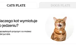 Kot bengalski z zielonymi oczami, oblizujący się. Tekst informuje o przyczynach, dla których kot wymiotuje po jedzeniu.