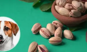 Czy pies może jeść pistacje? Na zdjęciu piesek i miseczka pełna pistacji.