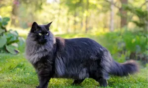 Czarny kot norweski z zielonymi oczami stoi na trawie w ogrodzie.