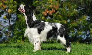 Elegancki springer spaniel angielski w czarno-białe łaty, z uszami opadającymi ku dołowi, stoi na zielonej trawie.