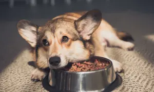 Smutny corgi leży obok miski z jedzeniem, mój pies nie chce jeść.