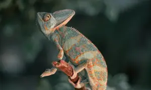 Kameleon na gałęzi, ciekawy świata. Zastanawiasz się, ile żyje kameleon? To fascynujące stworzenie!