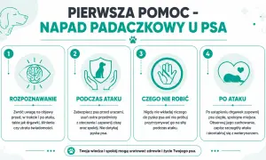 Pierwsza pomoc w napadzie padaczkowym u psa: rozpoznawanie, co robić podczas ataku, czego nie robić i postępowanie po ataku. Twoja wiedza uratuje życie.