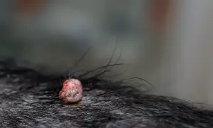 Brodawka na skórze psa, otoczona ciemną sierścią.