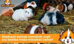 Kilka świnek morskich siedzących na sianie.