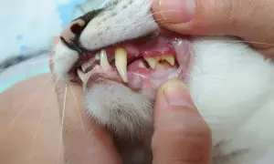 Widoczne zapalenie dziąseł u kota, z zaczerwienieniem i obrzękiem wokół zębów. Kot potrzebuje pilnej pomocy weterynaryjnej.