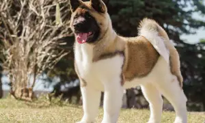 Akita amerykańska stoi na trawie, z językiem na wierzchu, na tle drzew.