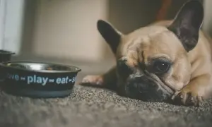 Smutny buldog francuski leży obok miski z napisem "love-play-eat". Może potrzebuje smecta dla psa?