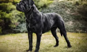 Potężny pies rasy Cane Corso o lśniącym, czarnym umaszczeniu stoi na trawie.