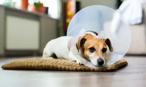 Smutny piesek w kołnierzu po zabiegu. Szukasz alternatywy, czym zastąpić kołnierz dla psa?