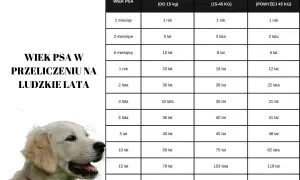 Tabela porównująca wiek psa w ludzkich latach, zależnie od jego wielkości. Dowiedz się, ile żyją psy!