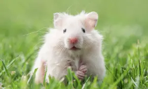Uroczy, puszysty chomik w trawie. Zastanawiasz się, ile żyje chomik? Zwykle 2-3 lata, ale ten wygląda na szczęśliwego!