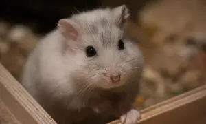Uroczy chomik szuka imiona dla chomika. Jego puszyste futerko i czarne oczka zachwycają.