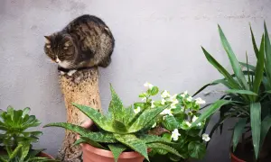 Kot siedzi na pniu obok aloesu. Czy aloes jest trujący dla kota? Warto to sprawdzić, zanim kotek się nim zainteresuje.