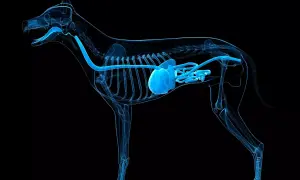 Anatomia psa z uwydatnionym przewodem pokarmowym, który może być dotknięty zapaleniem jelit u psa.