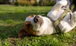 Pies rasy Jack Russell Terrier leży na plecach na trawie, patrząc w górę.