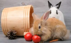 Brązowy króliczek próbuje zjeść pomidorka, a obok leży marchewka. Biały królik z czarnymi uszami obserwuje.