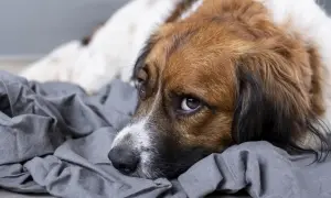 Smutny piesek z brązowo-białym futrem leży na szarym materiale, wyglądając, jakby miał **wymioty u psa**.