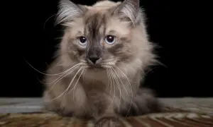 Puszysty kot syberyjski z niebieskimi oczami na czarnym tle.