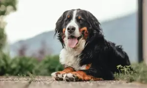 Bernese Mountain Dog lying down, panting happily outdoors.