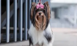 Biewer terrier z różową kokardką na głowie, siedzący przed szarą kratą.