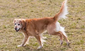 Złoty pies rasy retriever biegnie po trawie.