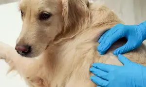 Weterynarz w niebieskich rękawiczkach bada guzek na sierści psa rasy golden retriever.