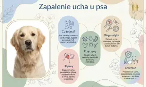 Portret golden retrievera obok infografiki o zapaleniu ucha u psa: objawy, przyczyny, diagnostyka, leczenie.