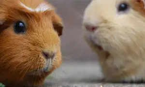 Dwie świnki morskie, jedna ruda z białym pasemkiem, druga jasna, patrzą w stronę obiektywu.
