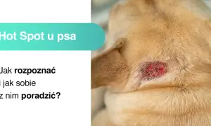 Widoczne jest zaczerwienione, sączące się **hot spot u psa** na jego karku. Tekst informuje o rozpoznawaniu i leczeniu tej dolegliwości.
