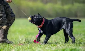 Czarny pies cane corso ciągnie za piłkę na smyczy, bawiąc się z człowiekiem na trawie.