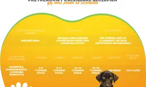 Grafika przedstawia fragment kalendarza szczepień dla psa z zaznaczonymi terminami i typami szczepień.