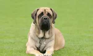 Duży, łagodny dog angielski leży na trawie, zamyślony.