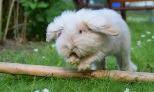 Puszysty, beżowy królik teddy skacze przez pień drzewa na trawie.