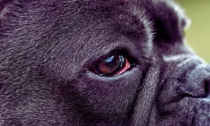 Zbliżenie na oko psa rasy Cane Corso. Widoczna jest błona migawkowa, czyli trzecia powieka u psa, lekko zaczerwieniona.