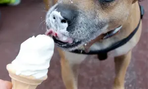 Czy psy mogą jeść lody? Ten piesek z pewnością cieszy się lodami, oblizując je z wafelka.