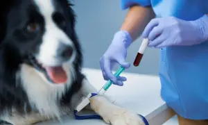 Weterynarz pobiera krew do badania od psa rasy border collie.