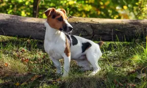 Jack Russell terrier ile żyje długo, nawet 15 lat! Ten energiczny piesek cieszy się życiem na łonie natury.
