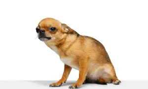 Mały piesek chihuahua w pozie jakby zjeżdżał na sankach, z zaciekawieniem spogląda w bok.