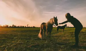 Zachód słońca na łące, kobieta wyciąga rękę do klaczy. Może szuka inspiracji na imiona dla klaczy?