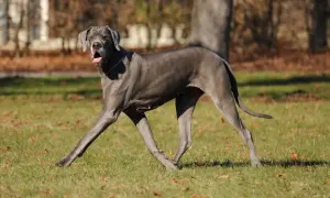 Niemiecki dog, o łagodnym charakterze, biegnie po trawie.