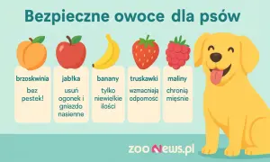 Jakie owoce może jeść pies? Brzoskwinie bez pestek, jabłka (bez gniazd nasiennych), banany (w małych ilościach), truskawki i maliny.
