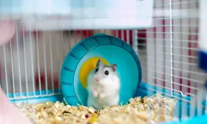 Chomik w ciąży, z puszystym brzuszkiem, siedzi w klatce obok niebieskiego kołowrotka.
