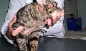 Kot z zaczerwienionymi uszami i łysymi plamami na głowie, prawdopodobnie z powodu alergii pokarmowej.