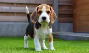 Szczeniak beagle na trawie przed drewnianym płotem.