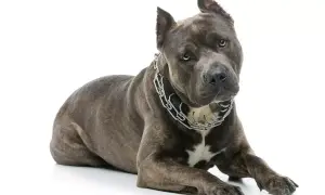Szarobłękitny amstaff w metalowym łańcuchu leży na białym tle.
